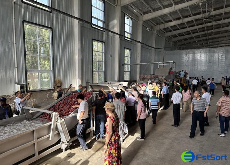 images/1690356788270Línea de clasificación de camote1.jpg